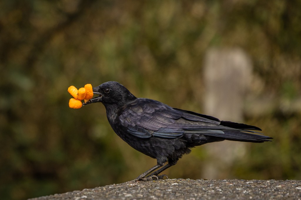 A black bird holding several orange cheese puffs in its beak, standing on a rock.