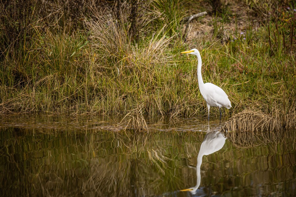 A white heron standing in shallow water near tall grass, with its reflection visible in the calm surface.