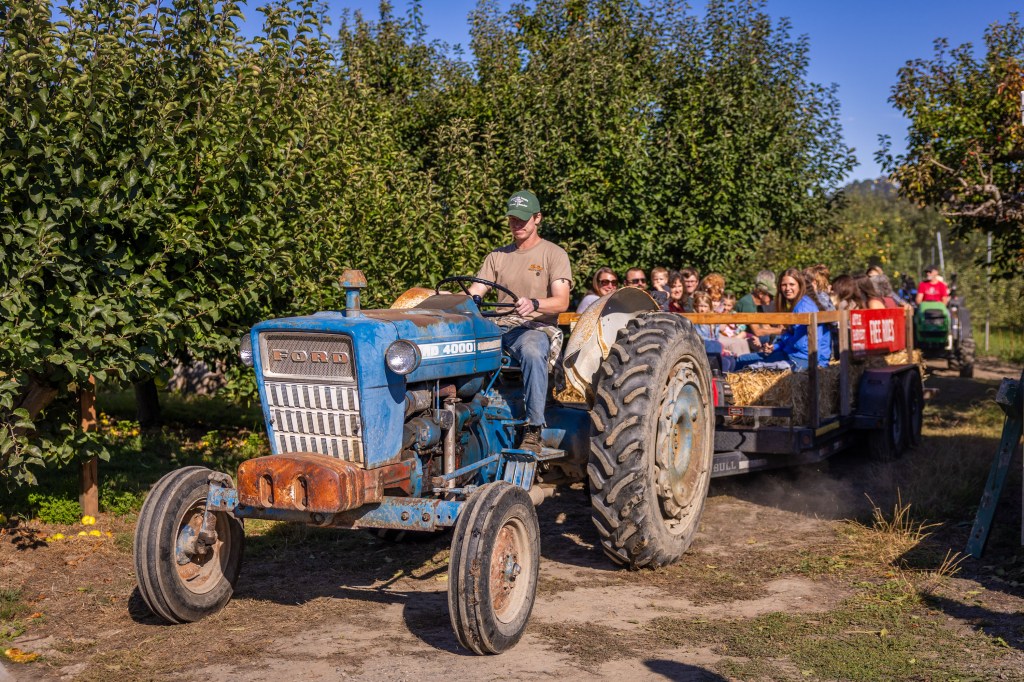 A blue Ford tractor pulling a wooden trailer filled with people through an orchard with apple trees.
